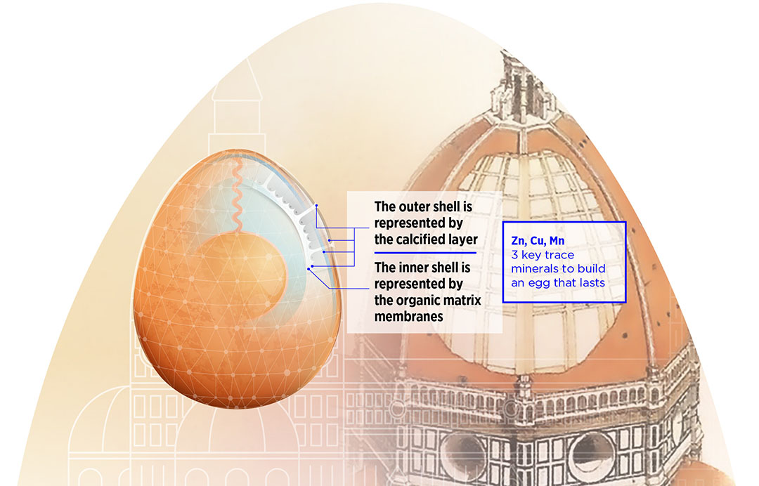 Eggs built to last with a strong double shell. The Brunelleschi dome stands tall over the city of Florence, built to last thanks to its double shell. Similarly, layer hens are real egg architects with limited time to build a strong double shell for a resistant and healthy egg.