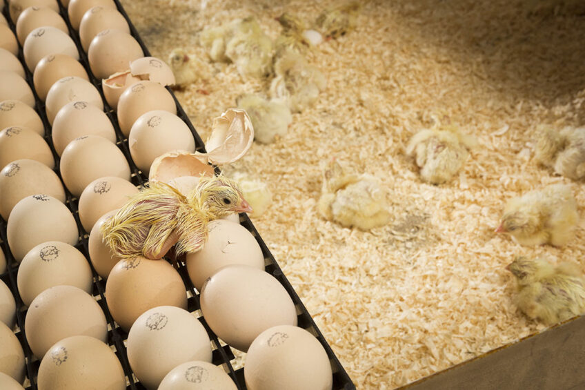 One of the most beautiful natural processes is a chick hatching. Genetic editing has the potential to further improve breeding programmes and thus the outcome of the hatch.
