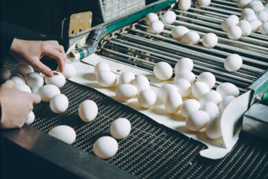Russian egg manufacturer, poultry farm Sinyavskaya, claims it lacks up to 30% of personnel due to an outflow of workers, primarily immigrants. Photo: Canva