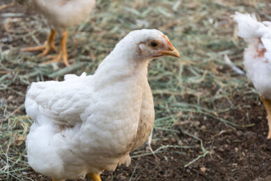 Researchers found significant differences in the microbial diversity in samples analysed from backyard and commercial poultry systems. Photo: Canva