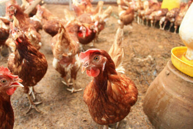 A report by Compassion in World Farming urges the radical restructuring of the poultry industry to adopt smaller flocks with lower stocking densities and more robust breeds, along with avoiding having clusters of poultry farms, to reduce the risk of highly pathogenic strains emerging and spreading. Photo: Canva