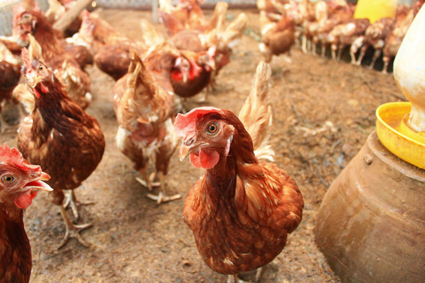 A report by Compassion in World Farming urges the radical restructuring of the poultry industry to adopt smaller flocks with lower stocking densities and more robust breeds, along with avoiding having clusters of poultry farms, to reduce the risk of highly pathogenic strains emerging and spreading. Photo: Canva