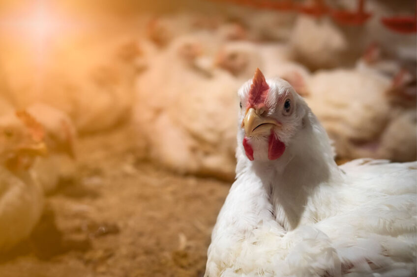 Poultry farmers can prepare their workforce for the inevitable agtech revolution. Photo: Canva