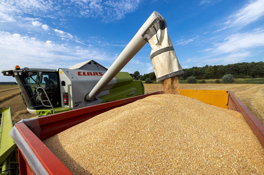 Exports of European wheat are slow. 27% less than a year earlier. Photo: Peter Roek