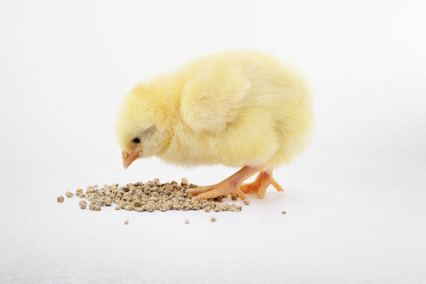 Foraging and preference for small particles is embedded in the feeding instinct of newly hatched birds. Photo: Trouw Nutrition