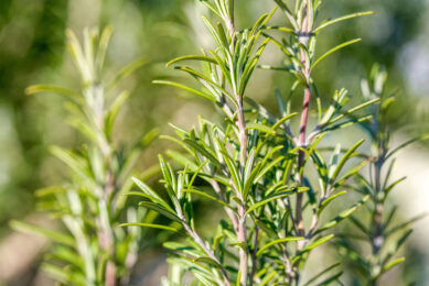 Studies looked at the antimicrobial and immune stimulatory effect of 5 herbs, including rosemary. Photo: Canva