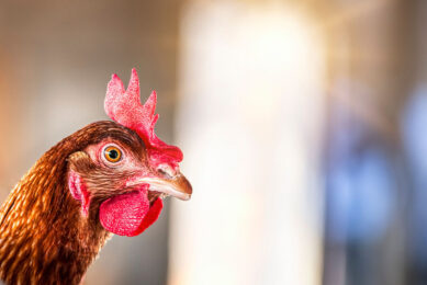 Researchers looked at alternatives to antibiotics to improve the growth and laying performance of poultry and boost health and welfare. Photo: Canva