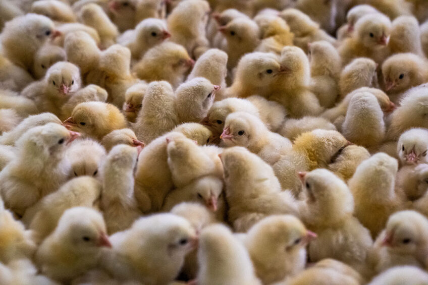 A study shows that organic acids counter the effects of high stocking densities on broilers