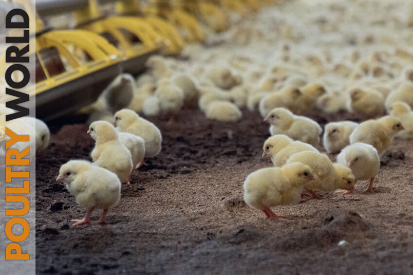 The future of EU broiler production in the latest edition of Poultry World