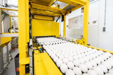 In Ovo will use the funding to propel the expansion of Ella, a fast and accurate technology to determine the sex of hatching eggs at an early stage. Photo: In Ovo