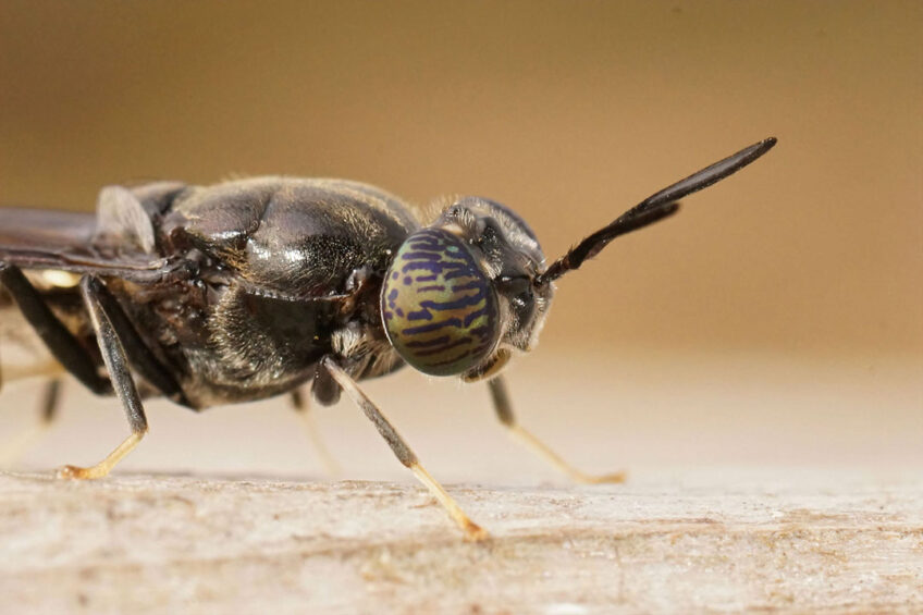 Supermarkets are turning increasingly to insect diets. Photo: Canva
