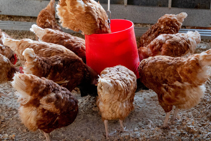 Researchers aim to develop a nano-enhanced substrate with naturally occurring minerals and amino acids essential for poultry health. Photo: Canva