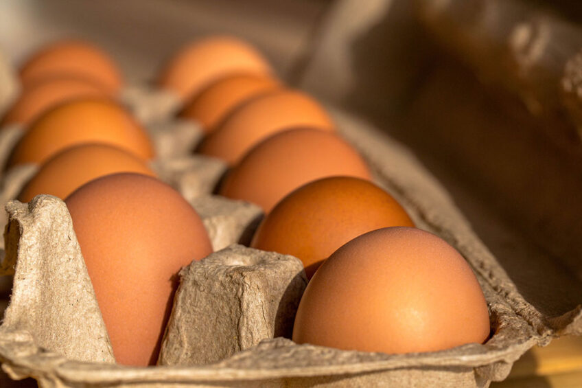 Robert Gooch, British Free Range Egg Producers Association CE, said contracts between farmers, packers and retailers needed to be fairer. Photo: Canva