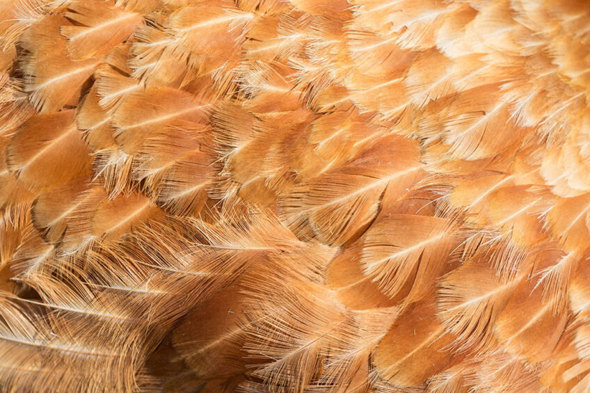 Until recently, most of the 40 million tonnes of chicken feathers produced annually across the globe have been incinerated or dumped. Photo: Canva
