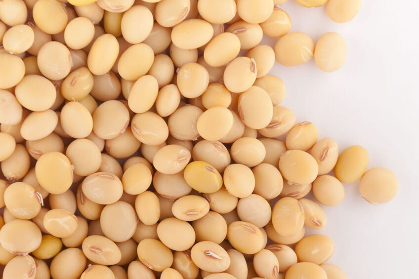 Russia’s government greenlit genetically modified soybean imports in April 2020, justifying this move with a need to support the domestic feed industry. Photo: Canva