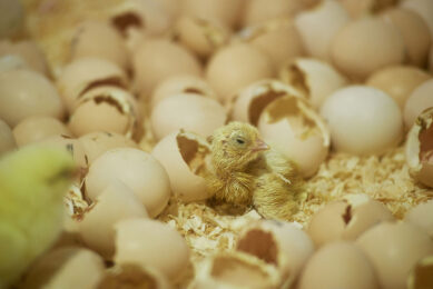 On-farm hatching is gaining ground in broiler production but with in-ovo sexing it could be a solution for layers as well.