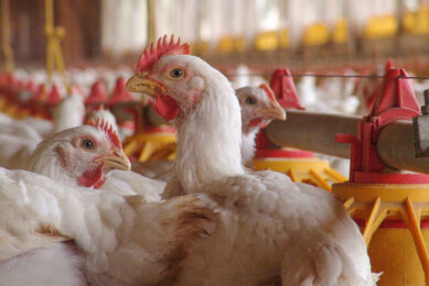 Supplementing poultry diets with turmeric has been shown to have numerous positive effects. Photo: Canva
