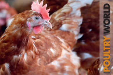 Sustainability and welfare in the latest edition of Poultry World