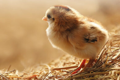 Pullets: Feed them small, get them tall