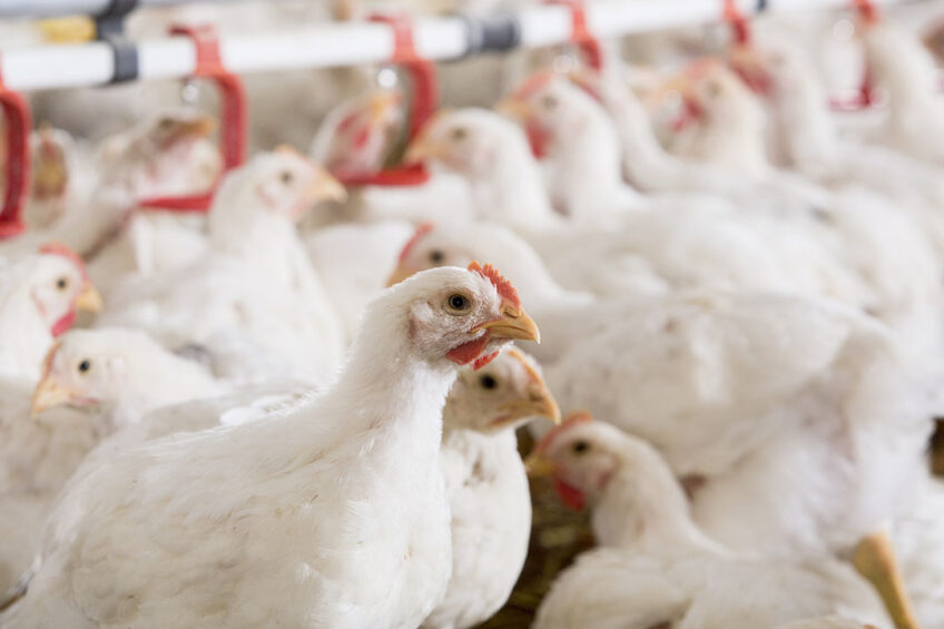 Organic acids have been found to ameliorate the negative effects of high stocking density stress in broilers.