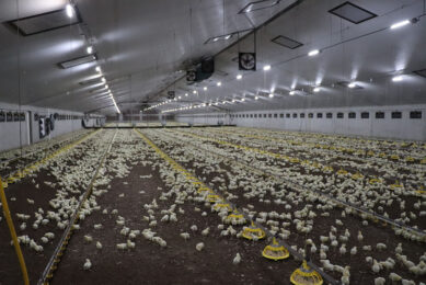 Until recently, day-old chicks were hatched on farm using the NestBorn concept. At the moment, the family is simply receiving day-old chicks from the hatchery. Photo: Dick van Doorn