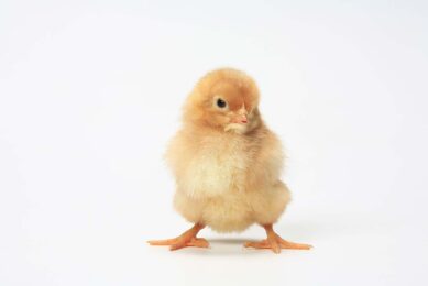 It is reported that Kazakhstan imports 7.7 million head of day-old chicks and 67.7 million hatching eggs annually to meet the demand of poultry farms Photo: Canva