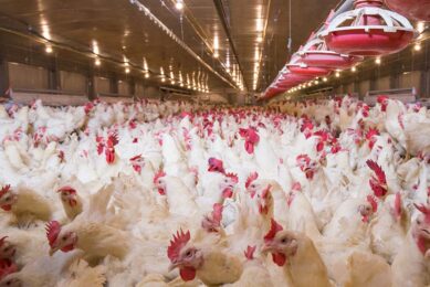 “The NFU remains extremely disappointed over the lack of support for poultry production – another sector that is energy-intensive," said NFU president, Minette Batters. Photo: Canva