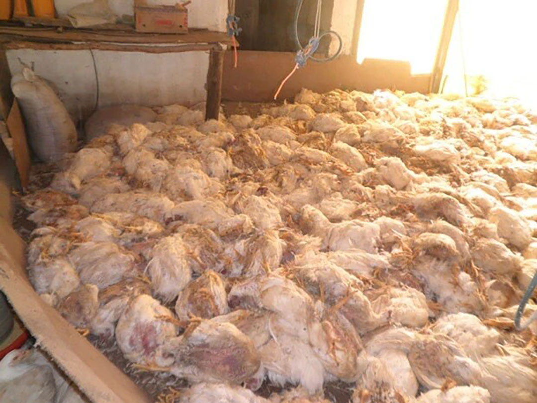 In February, 46,000 birds, weighing an average of 3.3 kg, died due to weather conditions. Photo: Supplied