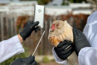 Keeping on top of avian influenza with on-farm testing