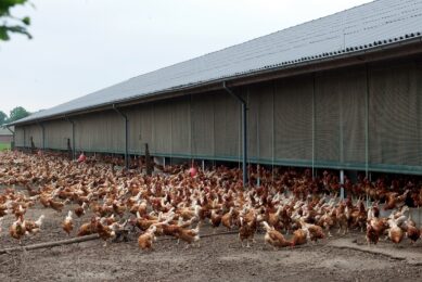 Egg farmers shun avian influenza vaccination strategy