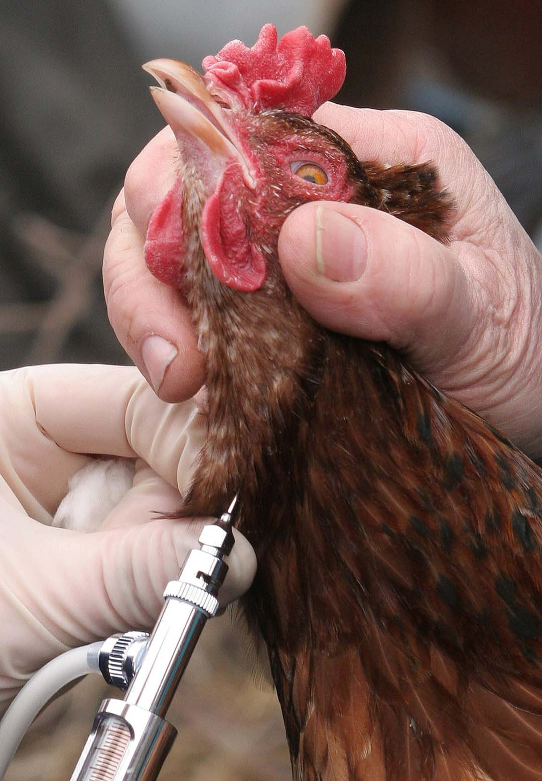 Avian influenza vaccination on its own is not a silver bullet, it has to be supported by an extensive monitoring programme. Photo: ANP