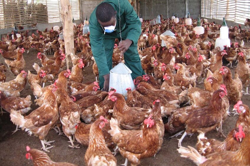 The Nigerian poultry industry finds itself in a precarious position, confronted with an array of challenges, ranging from soaring feed costs to policy dilemmas.