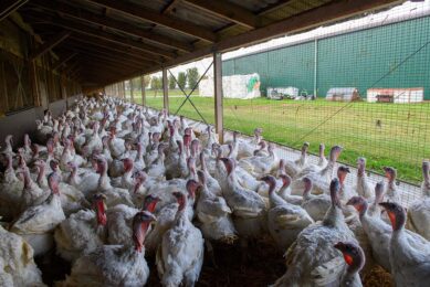 Histomoniasis can have devastating effects in organic turkey production due to the lack of treatment options. Photo: ANP
