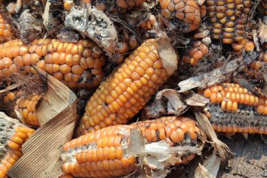 It's better not offer this for consumption for animals: maize affected by mycotoxins. Photo: Canva