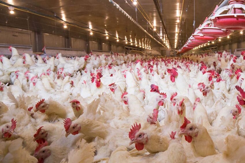 Bernhard Krüsken, the secretary general of the German farmers union Deutschen Bauernverbandes, says that lowering the threshold will hit agricultural family businesses in the poultry sector hard. Photo: Canva