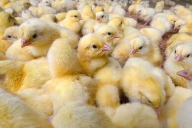 In 2020, Poland was a net exporter of day-old chicks, while now it has to import them from other European countries to meet the growing demand. Photo: Canva