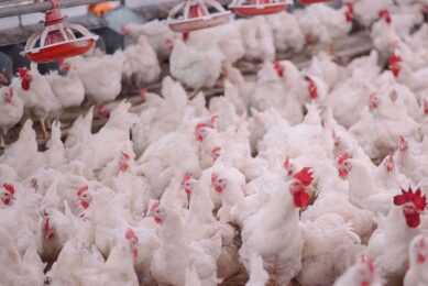 The UK poultry sector is set to continue its rollercoaster ride. Photo: Canva