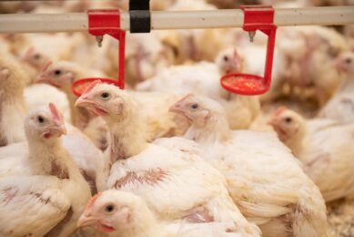 Protein reduction results in a better intestinal health in broilers. Photo: Schothorst Feed Research