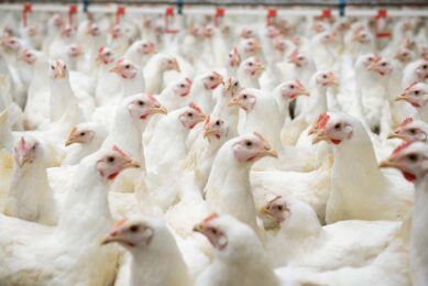 Chickens with subclinical coccidiosis are asymptomatic, but growth performance and feed efficiency are still compromised. Photo: Orffa