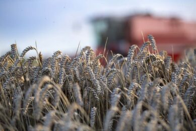 Feed ingredients will tend to trade at lower levels in 2024, but weather risks posed by climate change also need to be considered, as El Nino will offer more challenges than opportunities depending on its intensity. Photo: Mark Pasveer