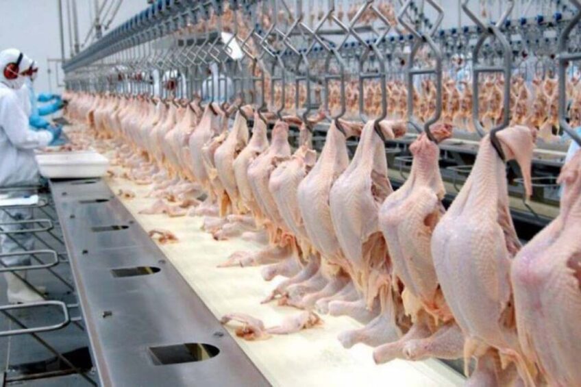 Brazil shipped just over 5 million tonnes of poultry products in 2023, which is 6.6% more than in 2022. Photo: Supplied