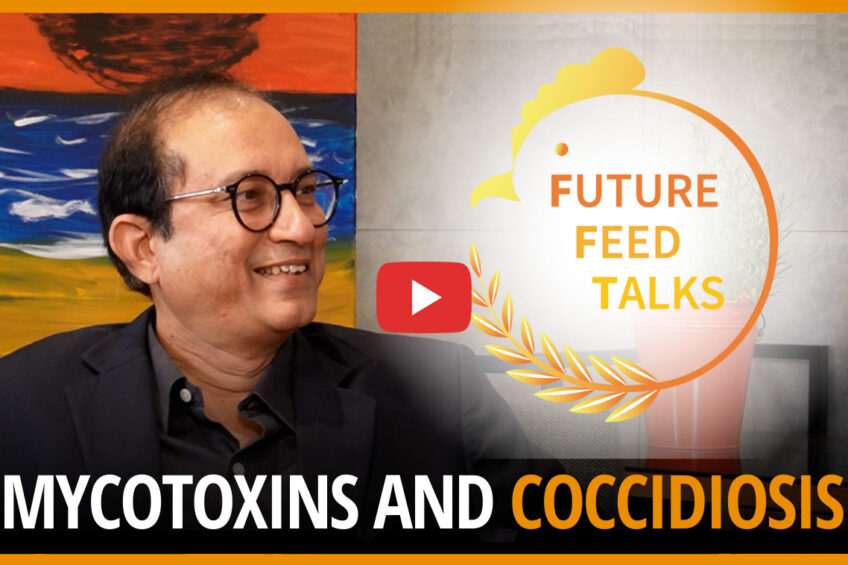 VIDEO: How do mycotoxins and coccidiosis affect poultry health