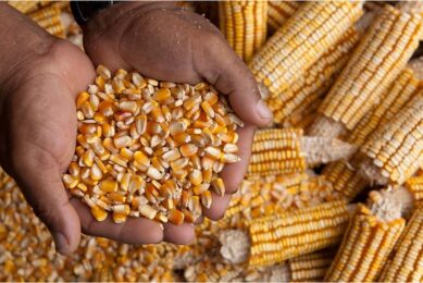 A recent global mycotoxin analysis revealed that concentrations of DON in maize in 2023 had risen in the second half of the year when temperatures were cooler. Photo: Canva