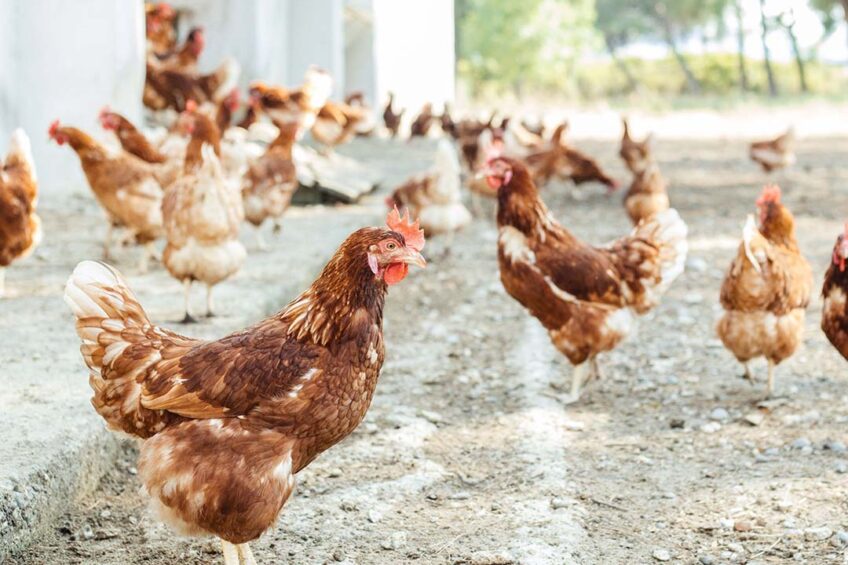 New veranda and natural daylight requirements for free-range and barn hens is being proposed. Photo: Canva
