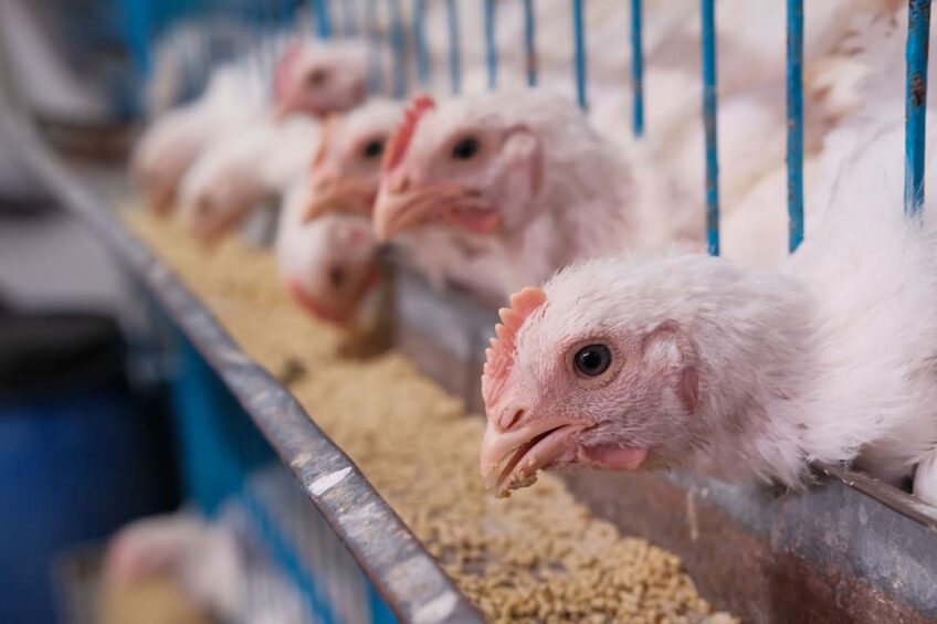 The highest average transition to cage-free eggs in Europe was 80%, while in the US it was 73% and in the Asia-Pacific (APAC) region the figure was 57%.  Photo: Canva