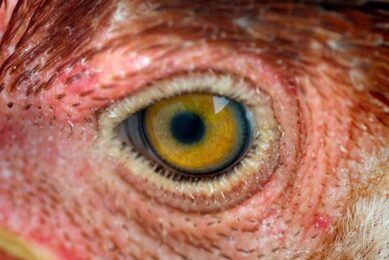 Scientists have developed 3D anatomy tech to learn more about chicken vision. Photo: Canva