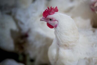 France imports a lot of chicken meat and meat products, and Anvol says the products from abroad should be produced according to the same standards and regulations as in France, particularly regarding antibiotics. Photo: Canva