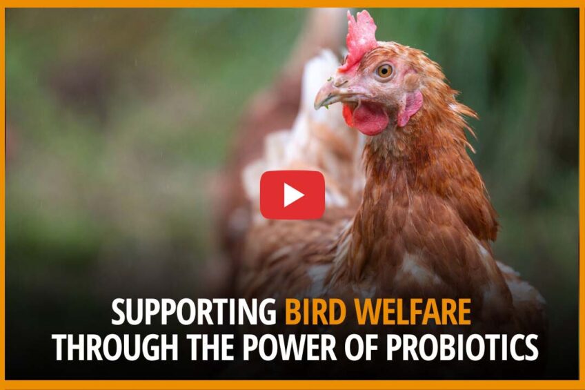 VIDEO: Supporting bird welfare through the power of probiotics