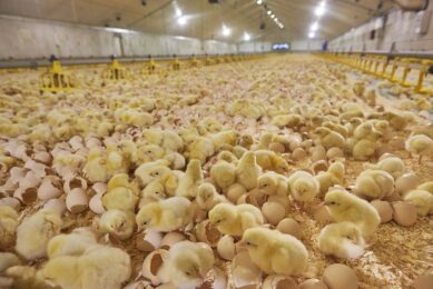 Antimicrobial use was significantly lower in on-farm hatched flocks with more antimicrobial free flocks.