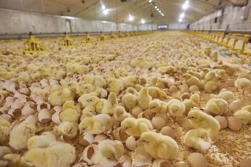 Antimicrobial use was significantly lower in on-farm hatched flocks with more antimicrobial free flocks.